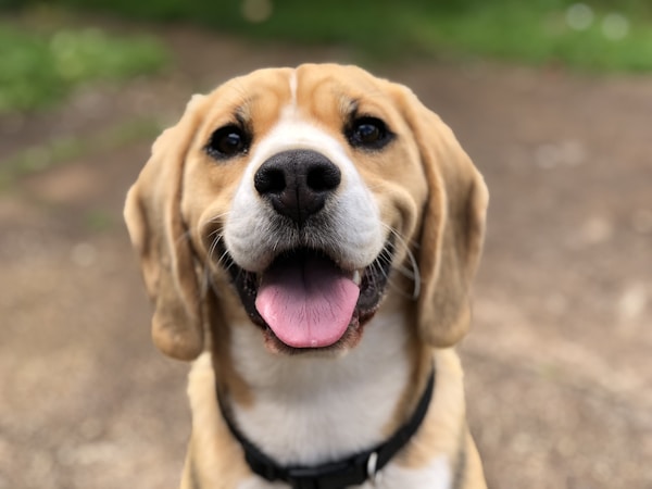 柴犬