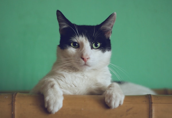 一只可爱的猫在玩耍